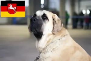 Lees meer over het artikel Mastín Español fokkers en pups in Nedersaksen
