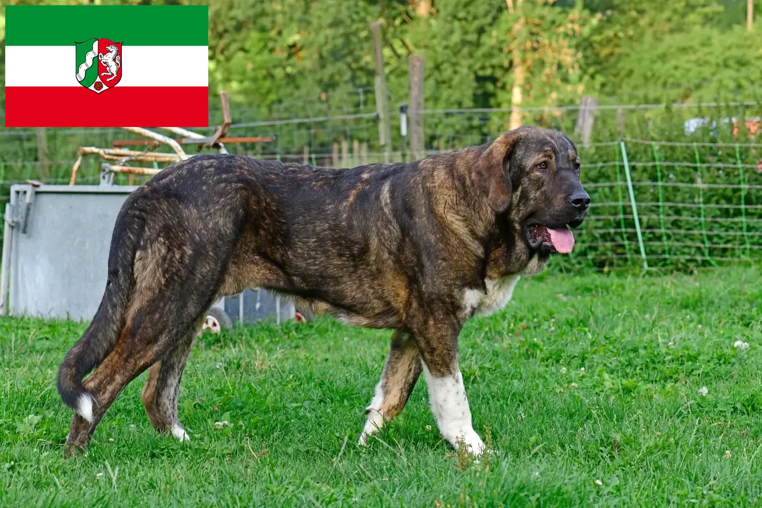Lees meer over het artikel Mastín Español fokkers en pups in Noordrijn-Westfalen