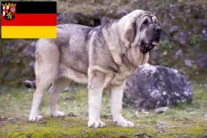 Lees meer over het artikel Mastín Español fokkers en pups in Rijnland-Palts