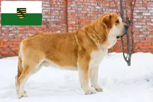 Lees meer over het artikel Mastín Español fokkers en pups in Saksen