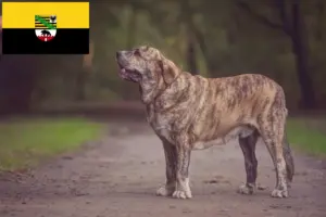 Lees meer over het artikel Mastín Español fokkers en pups in Saksen-Anhalt
