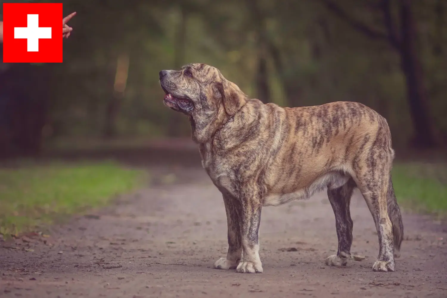 Lees meer over het artikel Mastín Español fokkers en pups in Zwitserland