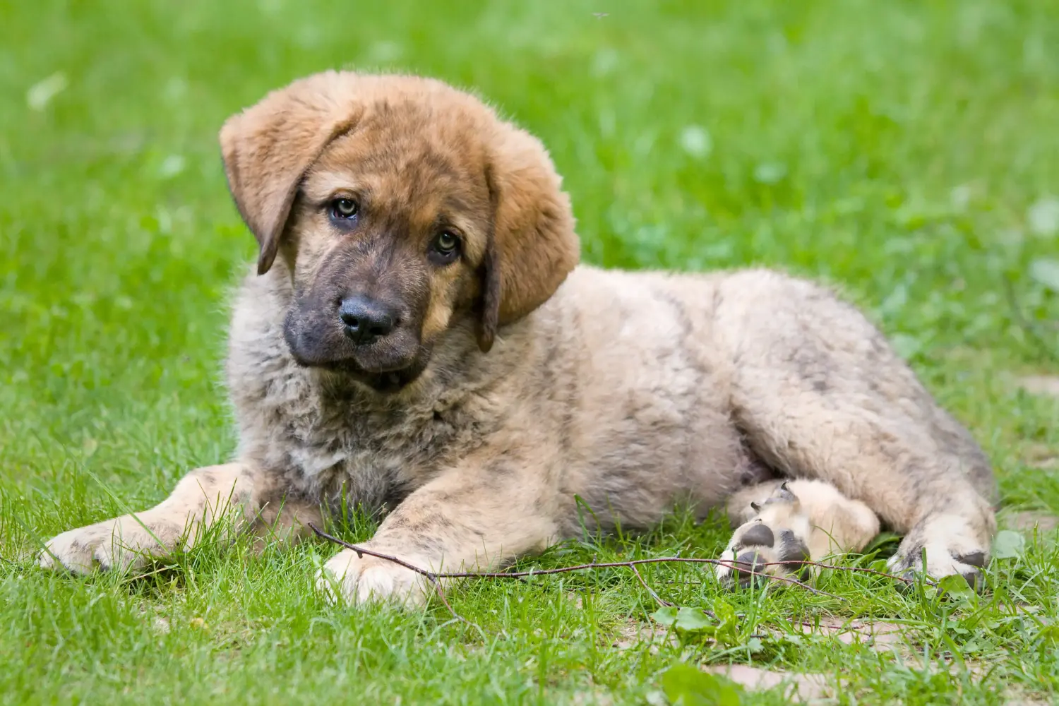 Een Mastín Español puppy kopen betekent verantwoordelijkheid nemen! Mastín Español puppy's kopen.