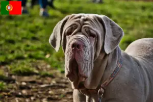 Lees meer over het artikel Mastino Napoletano fokkers en pups in Portugal
