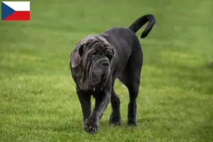 Lees meer over het artikel Mastino Napoletano fokkers en pups in Tsjechië