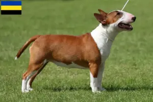 Lees meer over het artikel Dwergkees fokkers en puppies in Gelderland