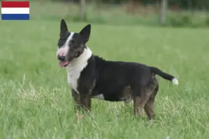 Lees meer over het artikel Dwergkees fokkers en puppies in Nederland