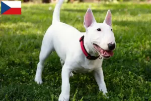 Lees meer over het artikel Dwergkees fokkers en puppies in Tsjechië
