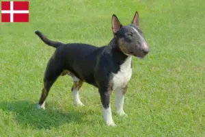 Lees meer over het artikel Dwergkees fokkers en puppies in Denemarken
