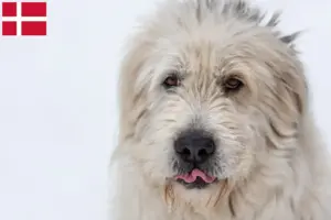 Lees meer over het artikel Mioritic fokkers en pups in Denemarken