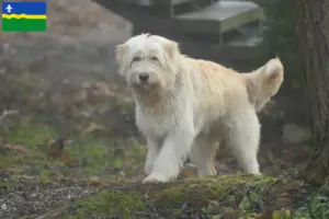 Lees meer over het artikel Mioritic fokkers en pups in Flevoland
