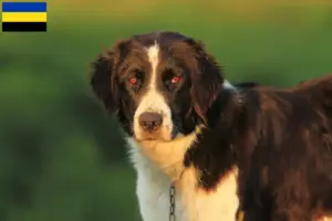 Lees meer over het artikel Mioritic fokkers en pups in Gelderland
