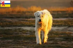 Lees meer over het artikel Mioritic fokkers en pups in Limburg