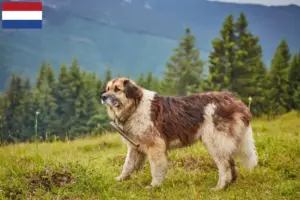 Lees meer over het artikel Mioritic fokkers en pups in Nederland