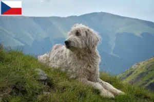 Lees meer over het artikel Mioritisch fokkers en puppy’s in Tsjechië