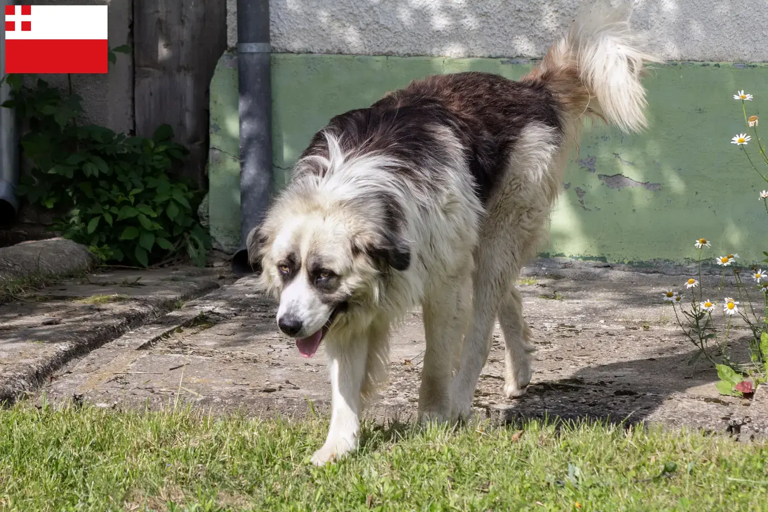 Lees meer over het artikel Mioritic fokkers en pups in Utrecht