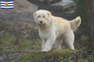Lees meer over het artikel Mioritic fokkers en pups in Zeeland