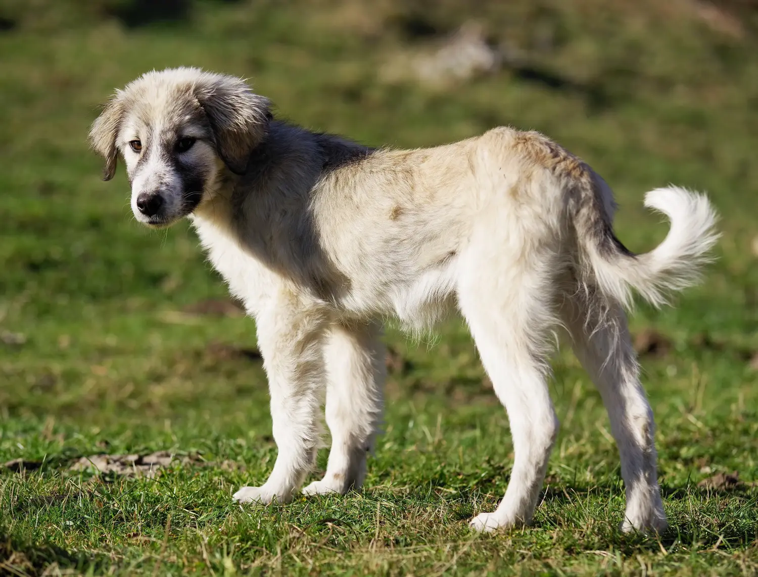 Een Mioritic puppy kopen betekent verantwoordelijkheid nemen! Mioritic puppy's kopen.