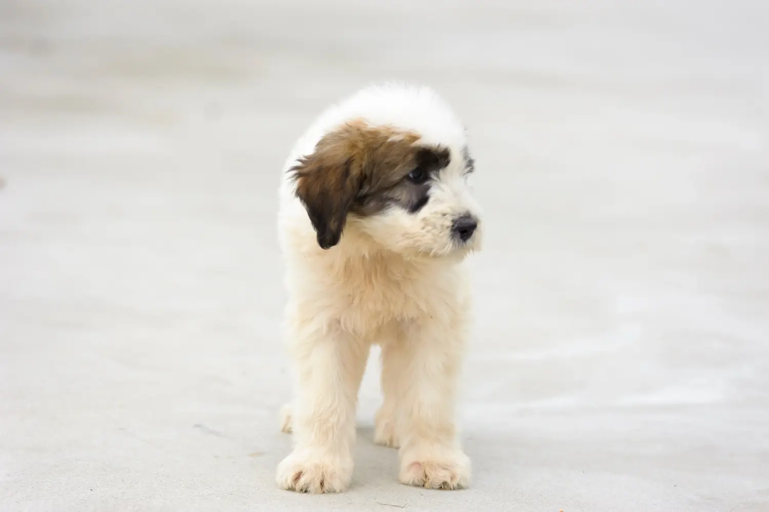 Een Mioritic puppy kopen betekent verantwoordelijkheid nemen! Mioritic puppy's kopen.