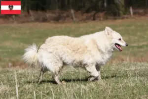 Lees meer over het artikel Mudi fokkers en pups in Oostenrijk