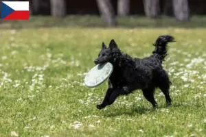 Lees meer over het artikel Mudi fokkers en pups in Tsjechië
