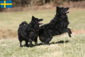 Lees meer over het artikel Mudi fokkers en pups in Zweden