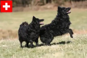 Lees meer over het artikel Mudi fokkers en pups in Zwitserland