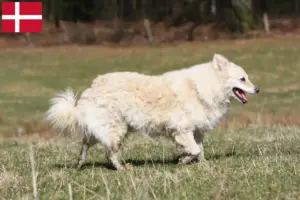 Lees meer over het artikel Mudi fokkers en pups in Denemarken