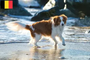 Lees meer over het artikel Nederlandse Kooikerhondje fokkers en pups in België