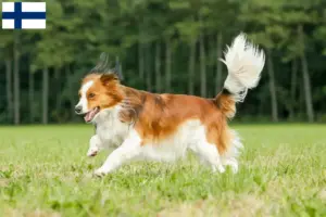 Lees meer over het artikel Nederlandse kooikerhondje fokkers en pups in Finland