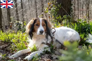 Lees meer over het artikel Nederlandse kooikerhondjes fokkers en pups in Groot-Brittannië
