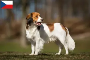 Lees meer over het artikel Nederlandse kooikerhondje fokkers en pups in Tsjechië