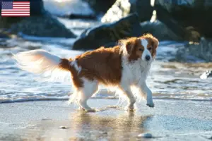 Lees meer over het artikel Nederlandse Kooikerhondje fokkers en pups in de USA