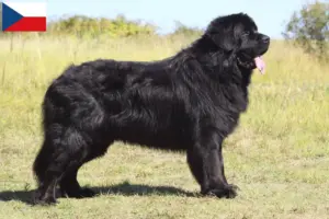 Lees meer over het artikel Newfoundland fokkers en pups in Tsjechië