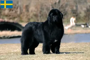 Lees meer over het artikel Newfoundland fokkers en pups in Zweden