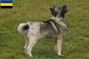 Lees meer over het artikel Noorse Buhund fokker en pups in Gelderland