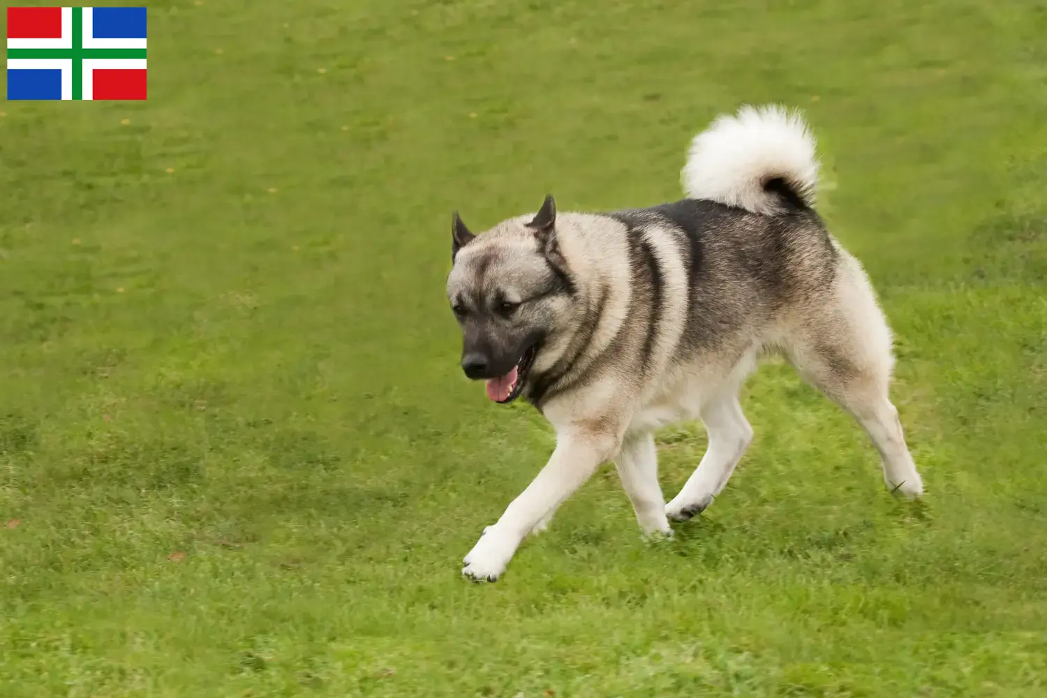 Noorse Buhund pups en fokker Groningen Vind hier Noorse Buhunde fokkers in Groningen.