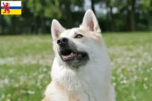 Lees meer over het artikel Noorse Buhund fokker en pups in Limburg