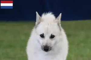 Lees meer over het artikel Noorse Buhund fokkers en pups in Nederland