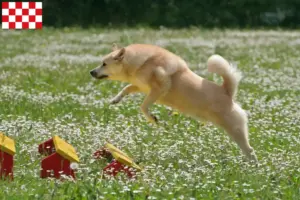 Lees meer over het artikel Noorse Buhund fokker en pups in Noord-Brabant