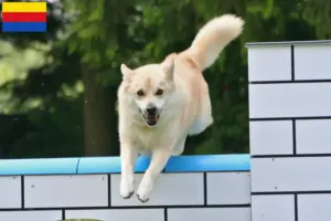 Lees meer over het artikel Noorse Buhund fokker en pups in Noord-Holland