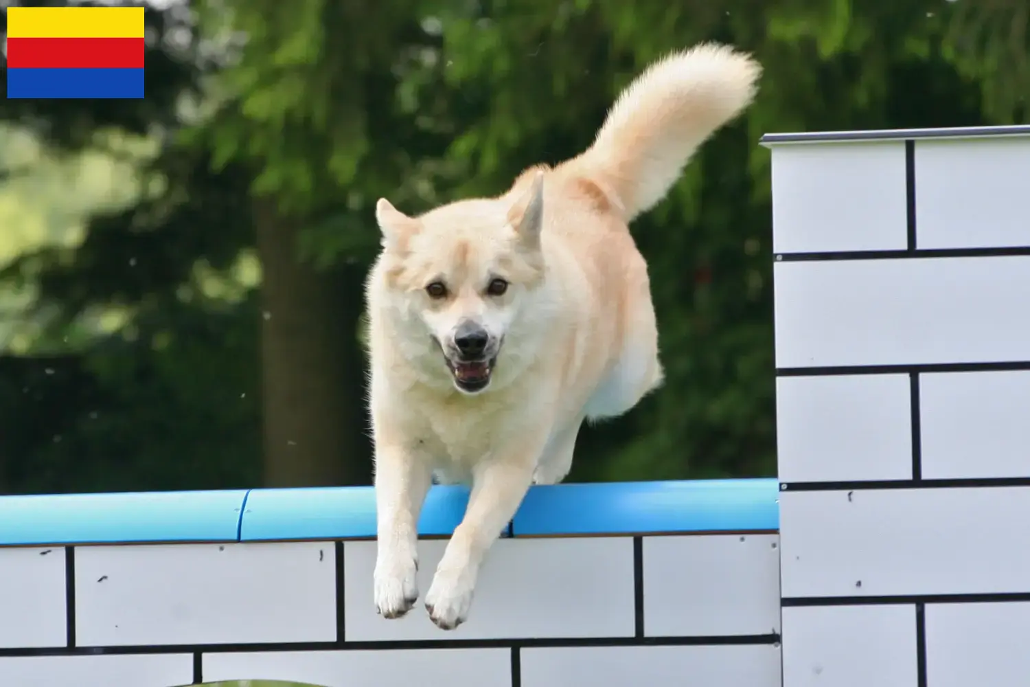 Lees meer over het artikel Noorse Buhund fokker en pups in Noord-Holland