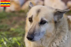Lees meer over het artikel Noorse Buhund fokker en pups in Overijssel