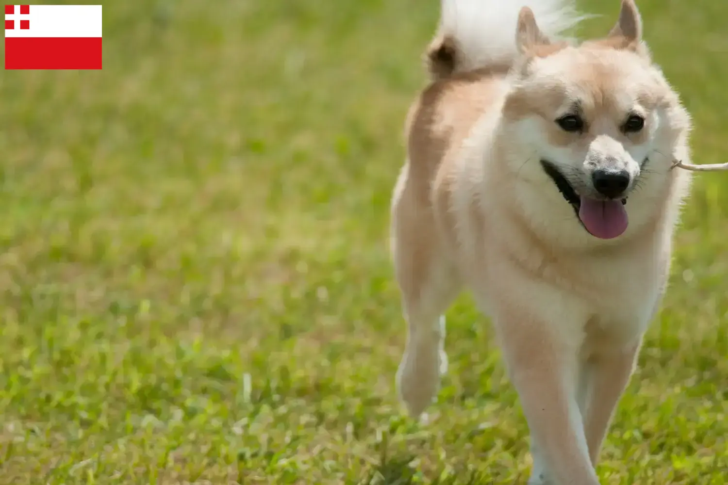 Lees meer over het artikel Noorse Buhund fokker en pups in Utrecht
