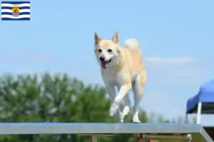 Lees meer over het artikel Noorse Buhund fokker en pups in Zeeland