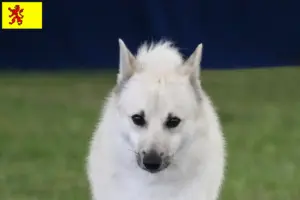 Lees meer over het artikel Noorse Buhund fokker en pups in Zuid-Holland