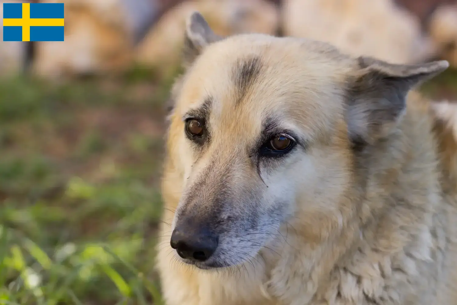 Lees meer over het artikel Noorse Buhund fokker en pups in Zweden