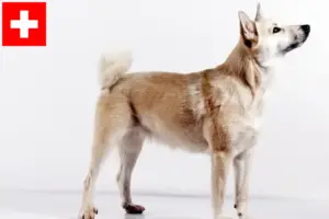 Lees meer over het artikel Noorse Buhund fokkers en pups in Zwitserland