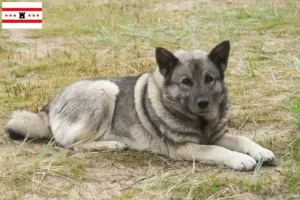 Lees meer over het artikel Noorse Elandhond fokkers en pups in Drenthe