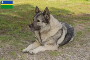 Lees meer over het artikel Noorse Elandhond fokker en pups in Flevoland
